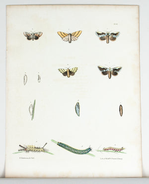 1854 Plate 37 -Tussock Moths - Emmons