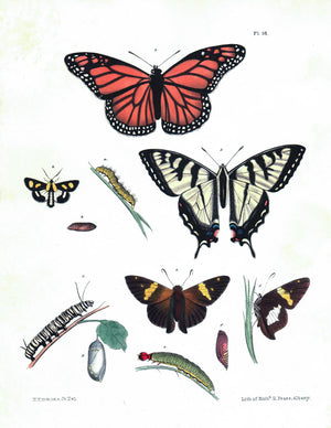 1854 Plate 38 - Monarch Butterfly - Emmons