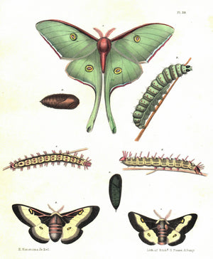 1854 Plate 39 - Luna Moth - Emmons