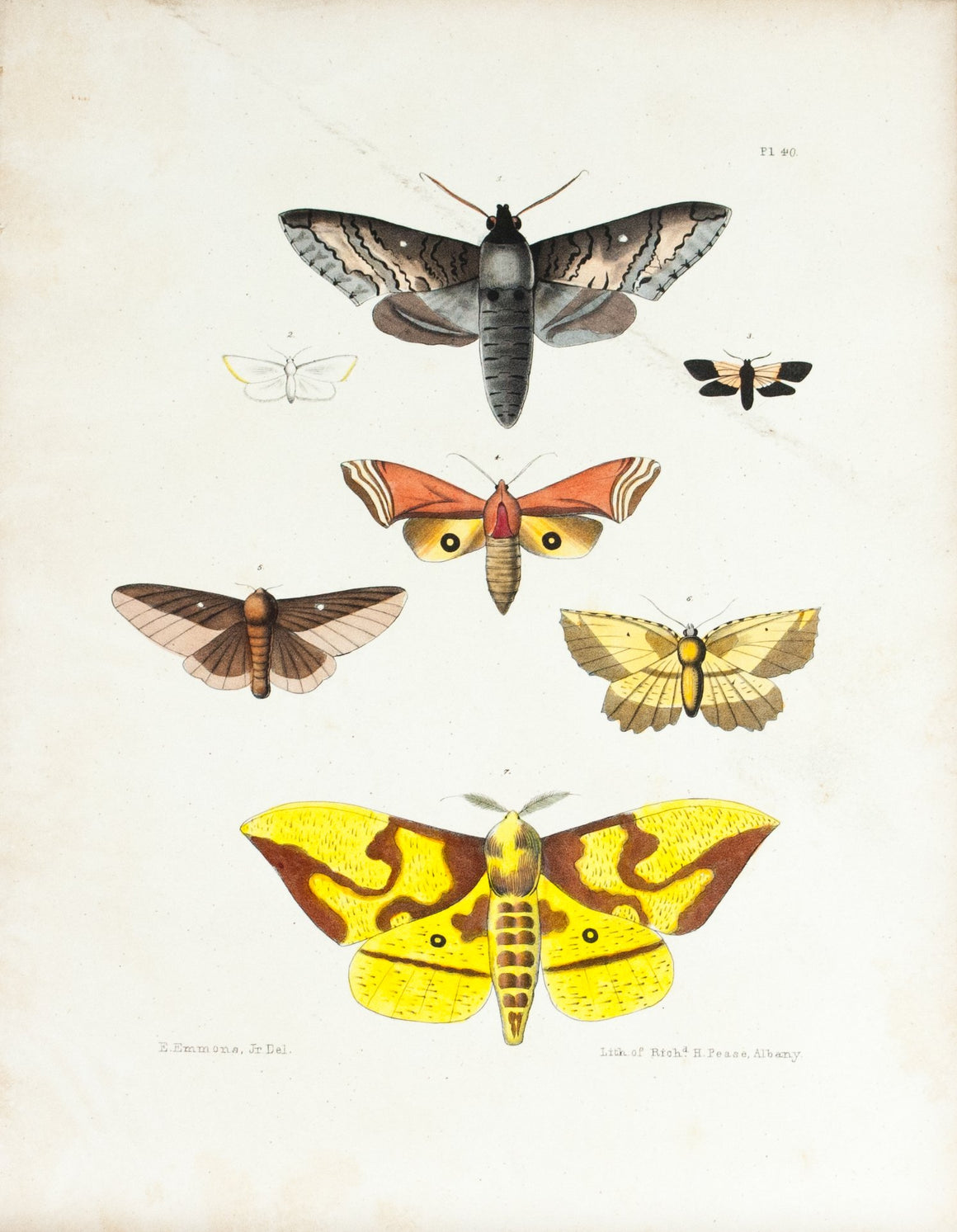 1854 Plate 40 -Sphinx Moth - Emmons 
