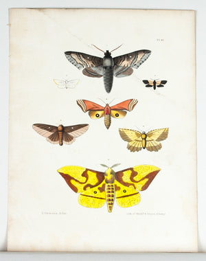1854 Plate 40 -Sphinx Moth - Emmons
