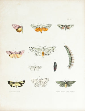 1854 Plate 41 - Moths - Emmons 