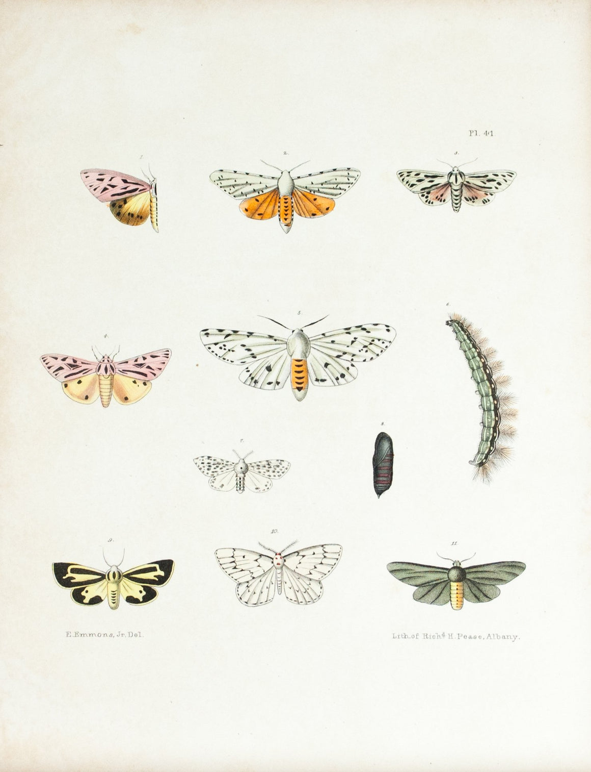1854 Plate 41 - Moths - Emmons 