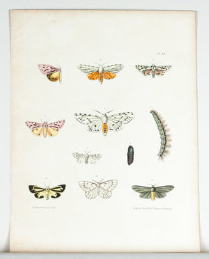 1854 Plate 41 - Moths - Emmons
