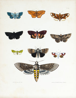 1854 Plate 42 - Sphinx Moth - Emmons