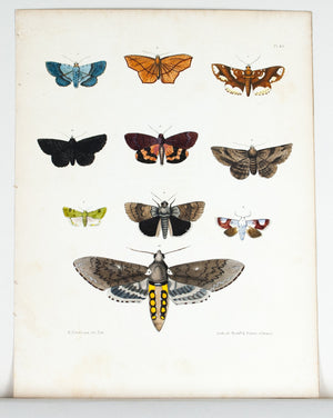 1854 Plate 42 - Sphinx Moth - Emmons