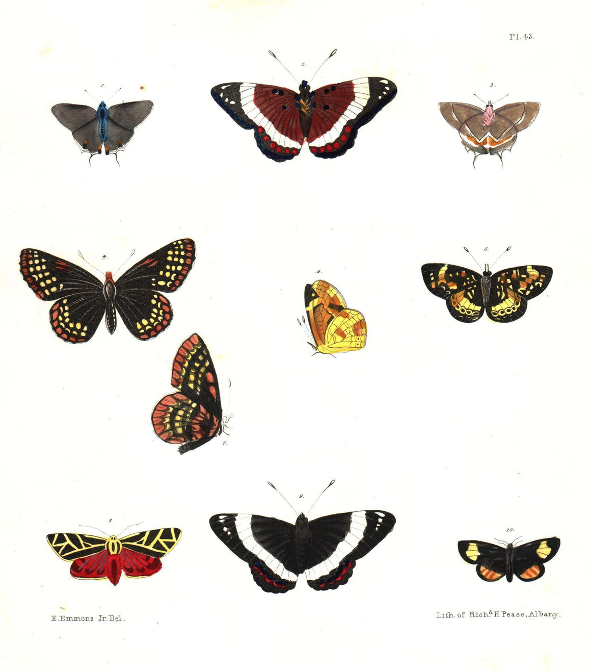 1854 Plate 43 - Admiral Butterfly - Emmons
