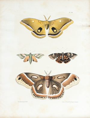 1854 Plate 44 - Atlas Moth - Emmons 