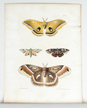 1854 Plate 44 - Atlas Moth - Emmons