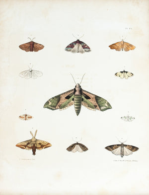 1854 Plate 45 - Pandora Sphinx Moth - Emmons 