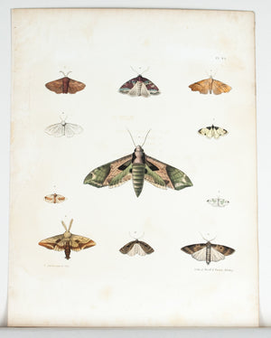 1854 Plate 45 - Pandora Sphinx Moth - Emmons