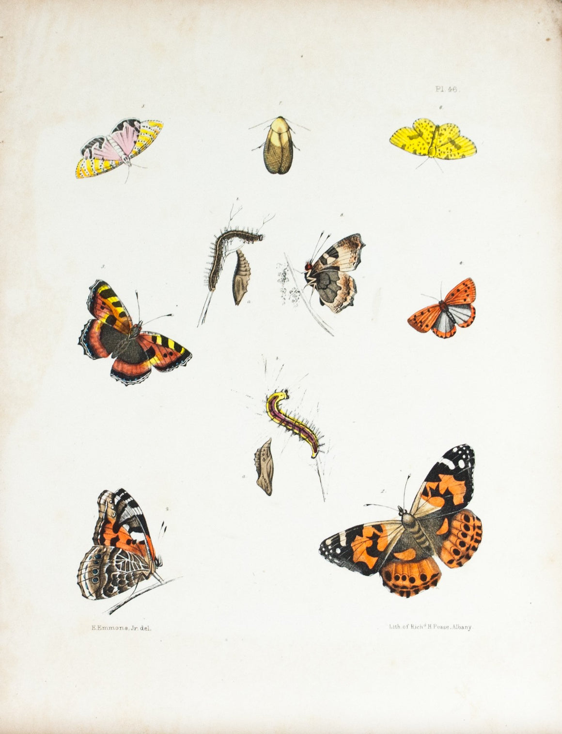 1854 Plate 46 - Painted Lady Butterfly - Emmons 