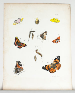 1854 Plate 46 - Painted Lady Butterfly - Emmons