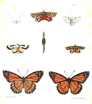 1854 Plate 47 - Monarch Butterfly - Emmons
