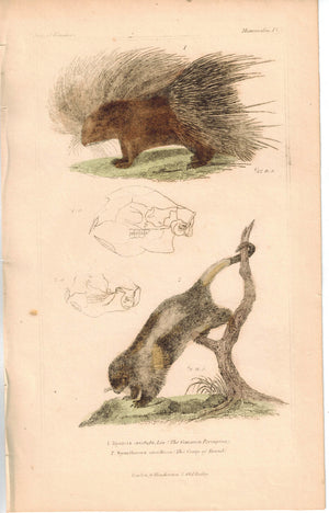Porcupine & The Couiy of Brazil 1837 Antique Engraved Cuvier Print