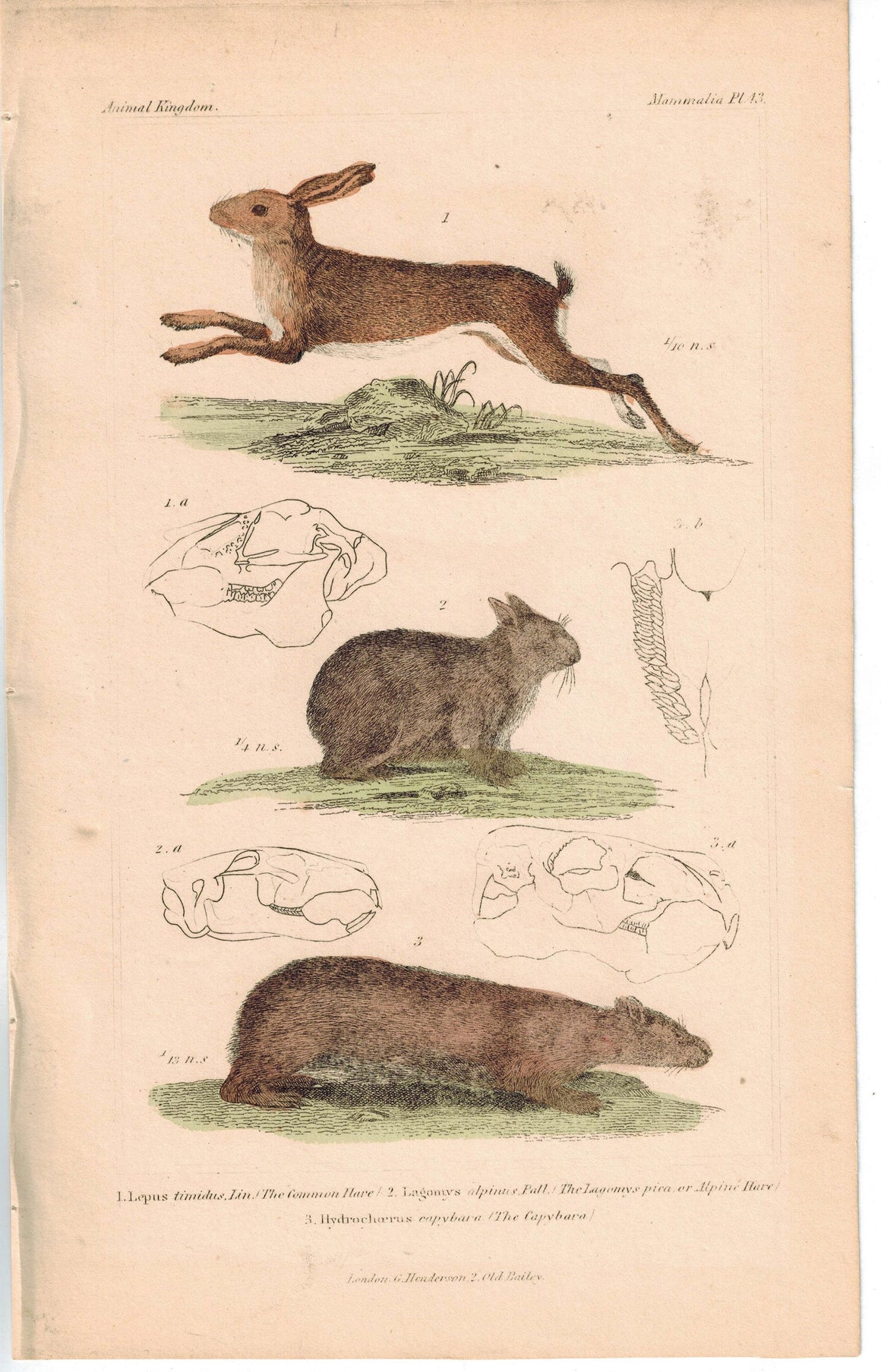 Common and Alpine Hare & Capybara Guinea Pig 1837 Engraved Cuvier Print