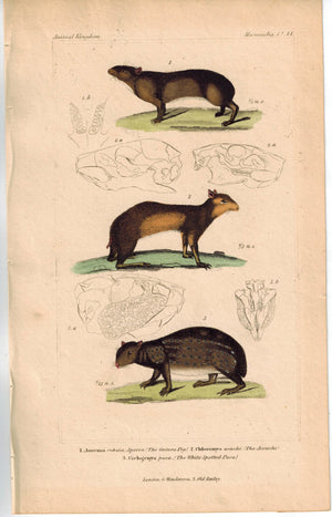 Guinea Pig Acouchi - Tailed Agoutis & White Spotted Paca - Rodent Cuvier Print