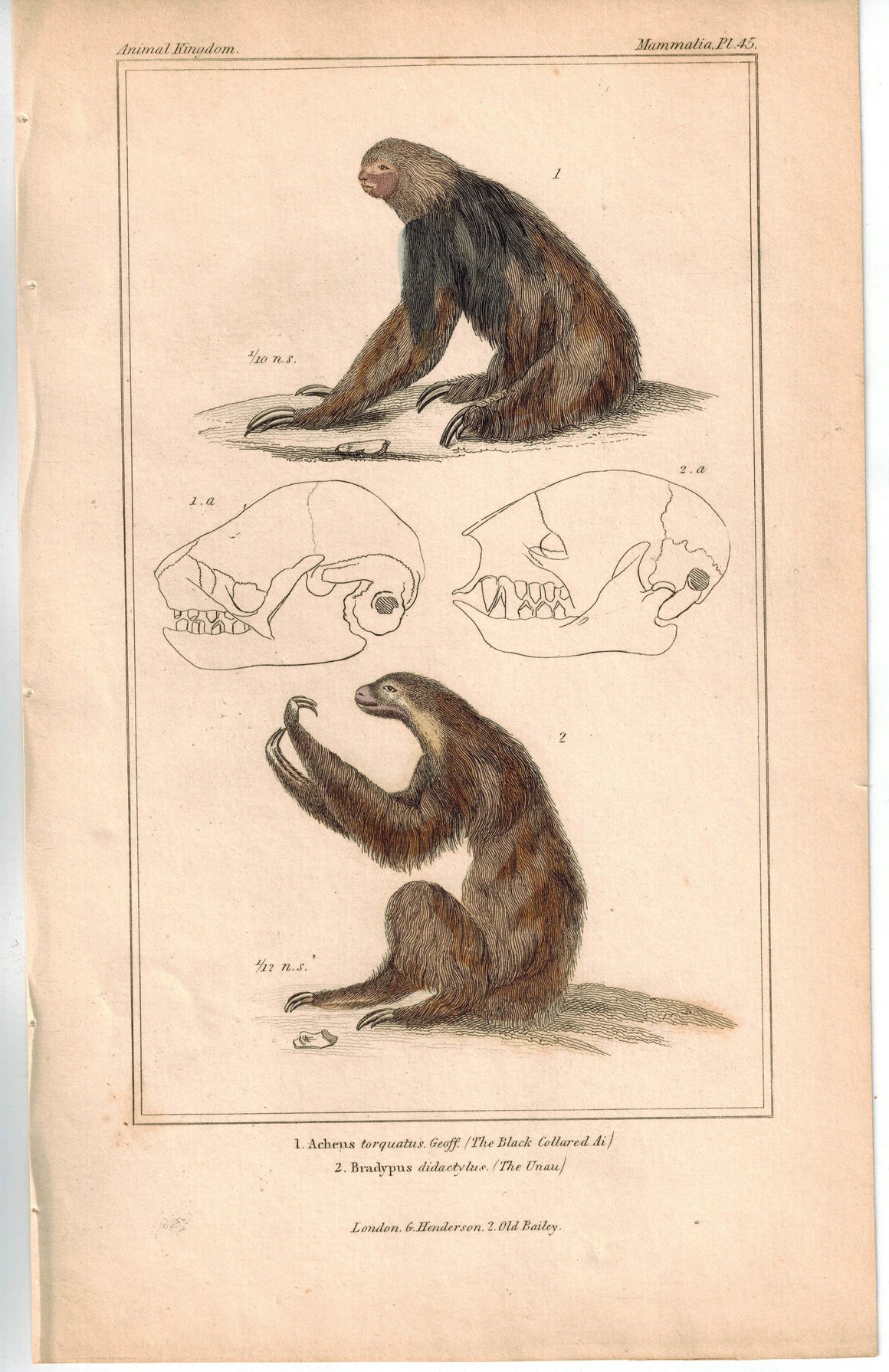 Two and Three Toed Sloth - Black Collared Ai & The Unau 1837 Cuvier Print