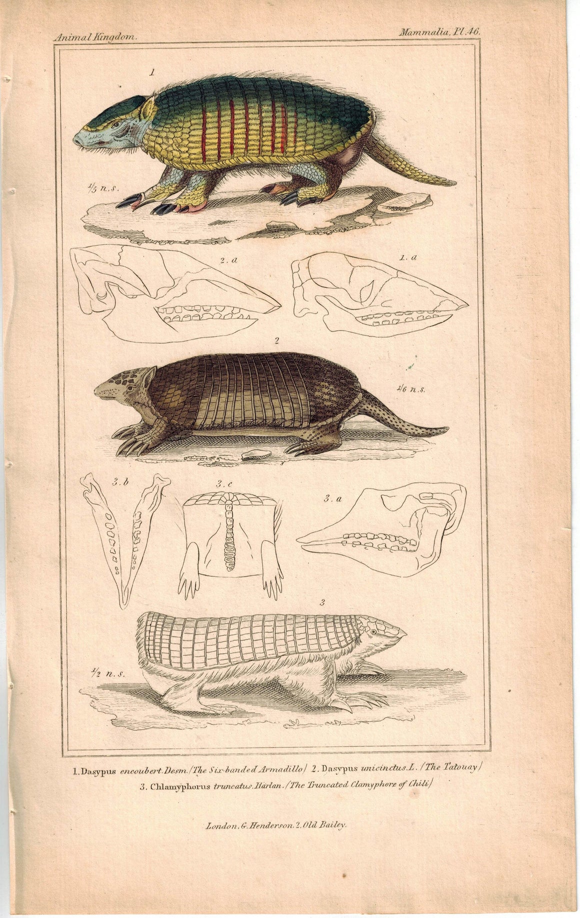 Six-banded Armadillo & South America Armadillo - The Tatouay Cuvier Print