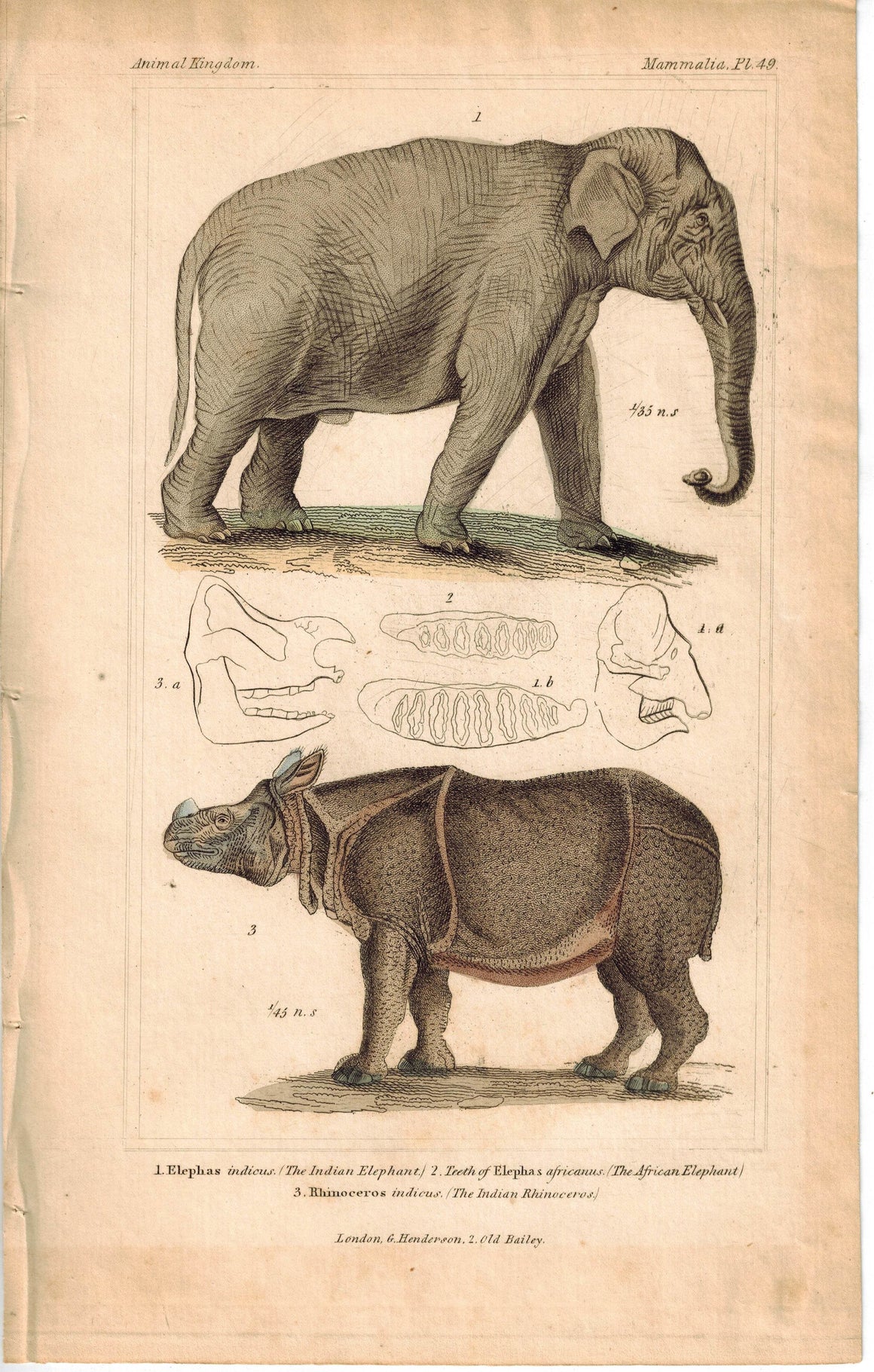 Indian Elephant and Indian Rhino Rhinoceros 1837 Engraved Cuvier Print