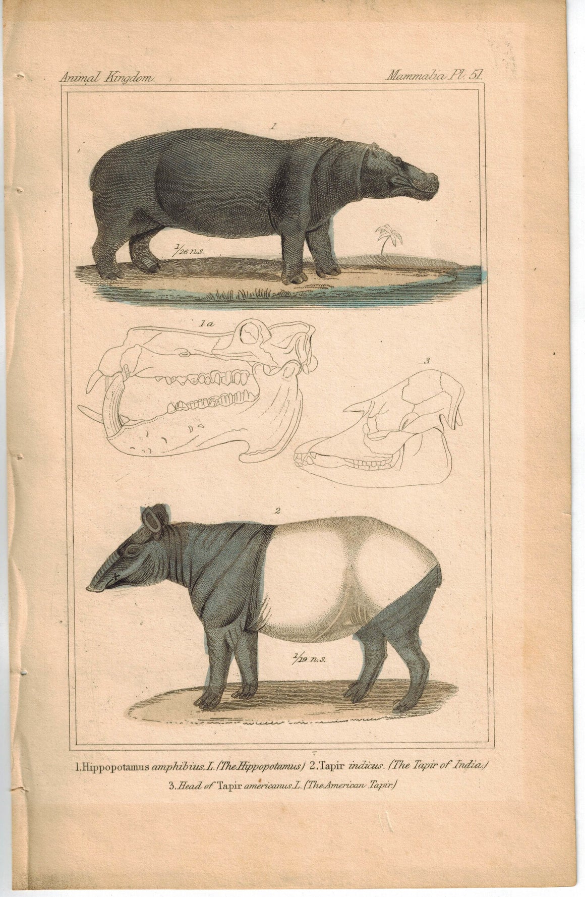 Hipo Hippopotamus & Tapir of India 1837 Antique Engraved Cuvier Print
