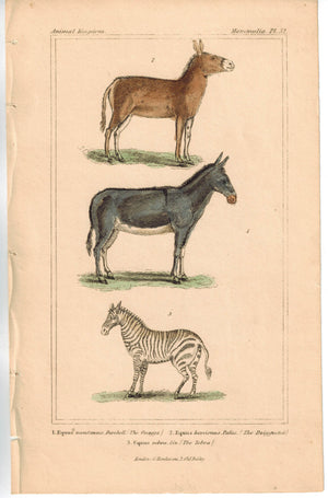 Onager Equus Hemionus & Zebra 1837 Antique Engraved Cuvier Print