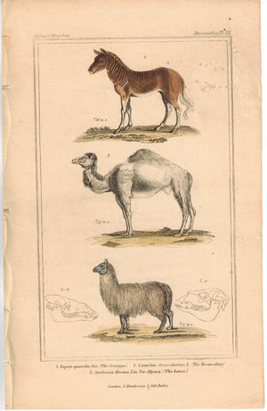 Equus Quaccha & Dromedary Camel & Lama 1837 Antique Engraved Cuvier Print