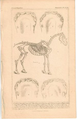 Anatomy  Horse  Skeleton and Teeth 1837 Antique Engraved Cuvier Print