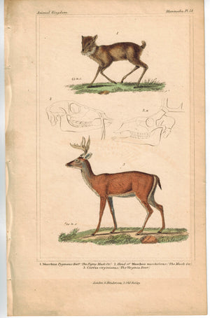 Ox and Virginia Deer 1837 Antique Engraved Cuvier Print