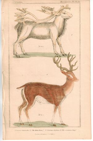 Reindeer and Common Stag 1837 Antique Hand Color Engraved Print