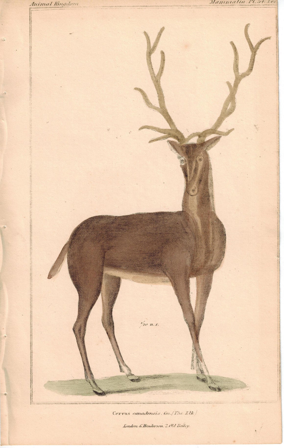 Elk Deer Cervidae 1837 Antique Engraved Cuvier Print
