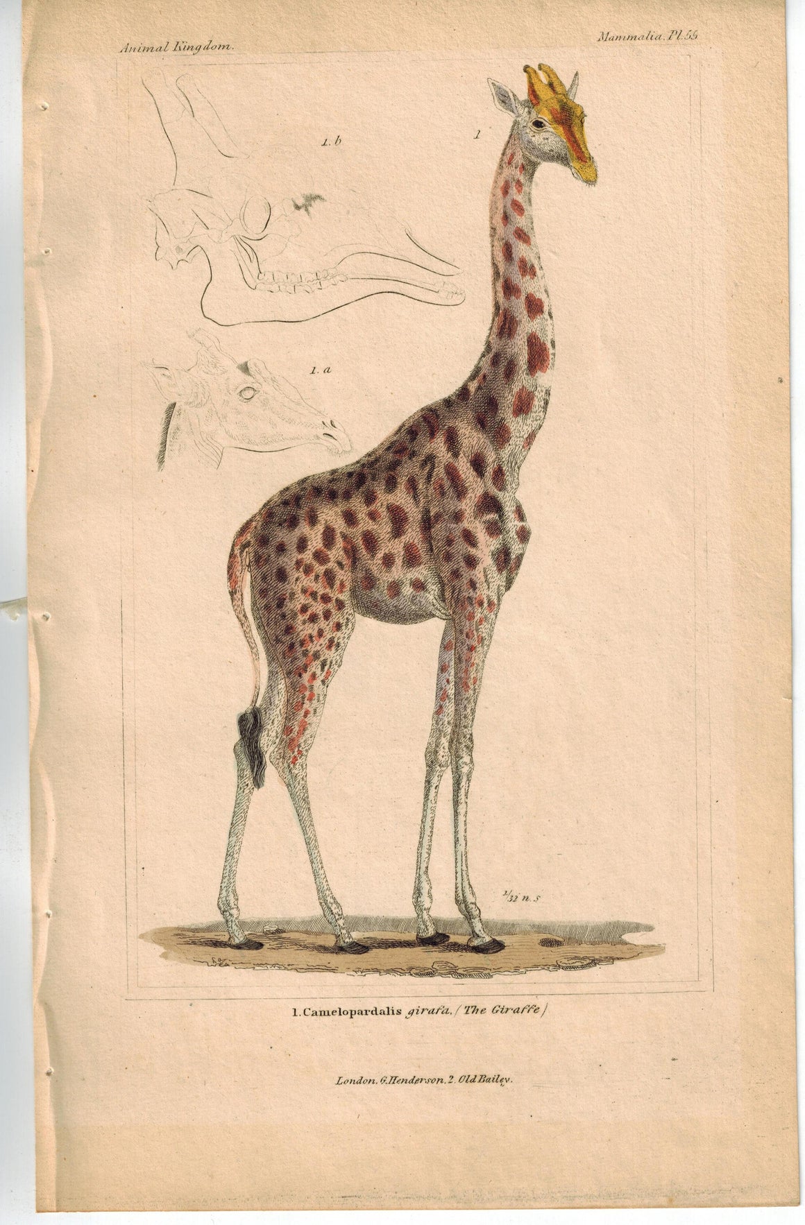 Giraffe Camelopardalis Girafa 1837 Antique Engraved Cuvier Print
