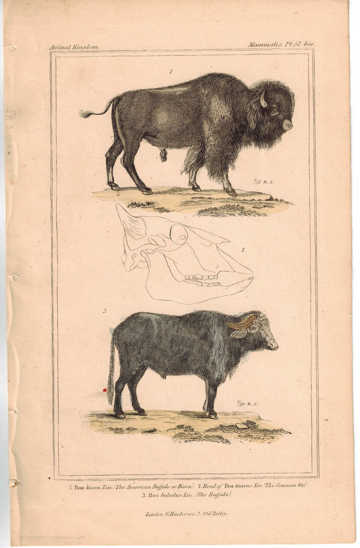 American Buffalo Bison Head of Ox 1837 Antique Engraved Cuvier Print