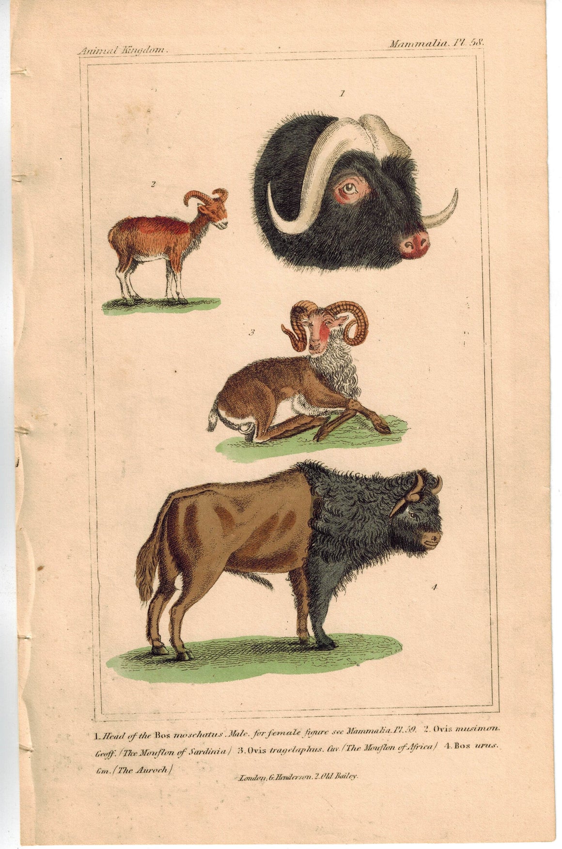 Bos Moschatus Sheep Mouflon of Africa 1837 Antique Engraved Cuvier Print