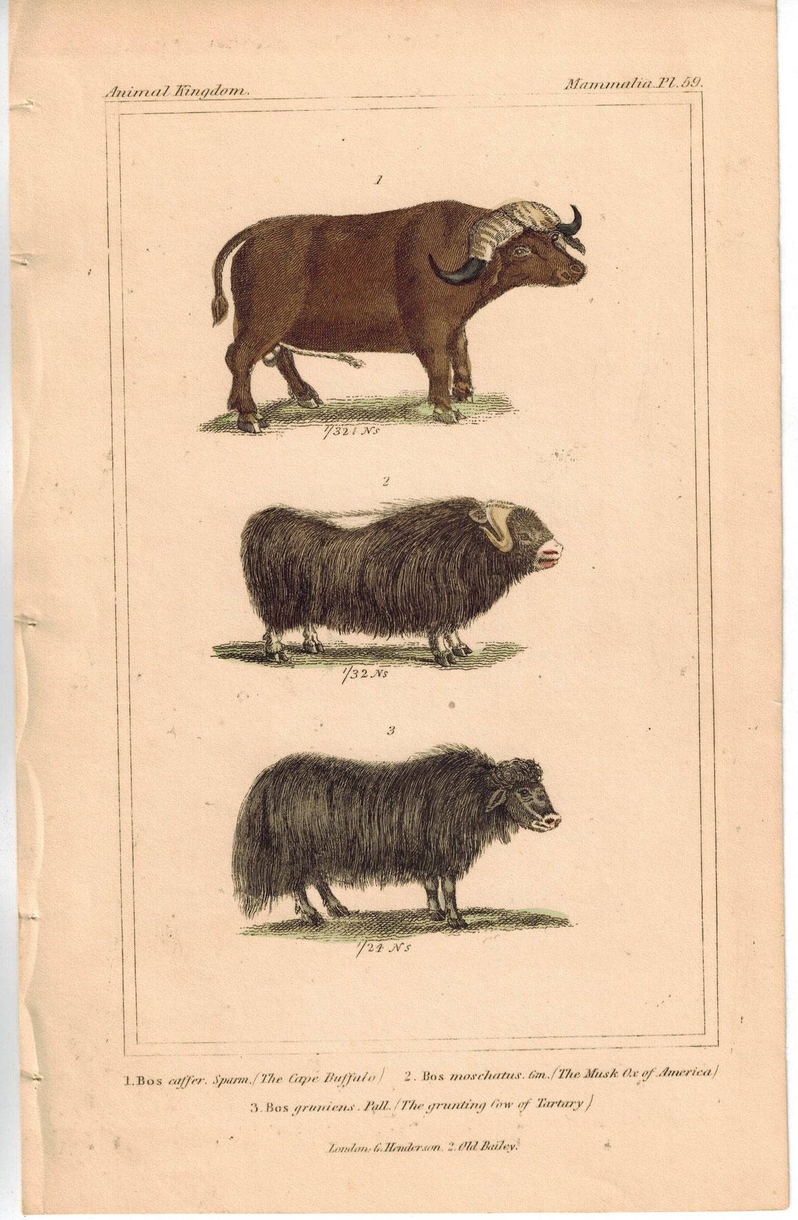 Musk Ox & Bos Moschatus 1837 Antique Engraved Cuvier Print
