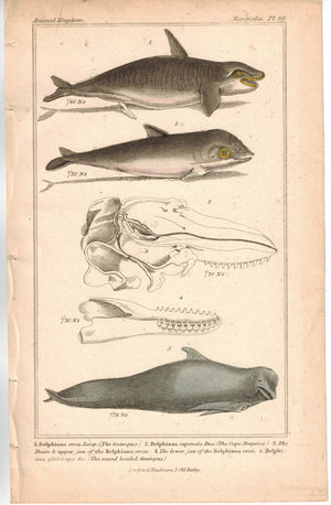 Risso's Dolphin Delphinus Orca Grampus 1837 Antique Engraved Cuvier Print