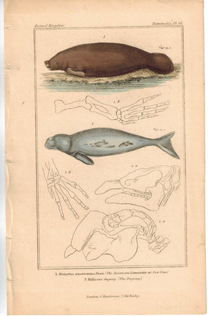 American Lamantin Sea Cow & Dugong 1837 Antique Engraved Cuvier Print