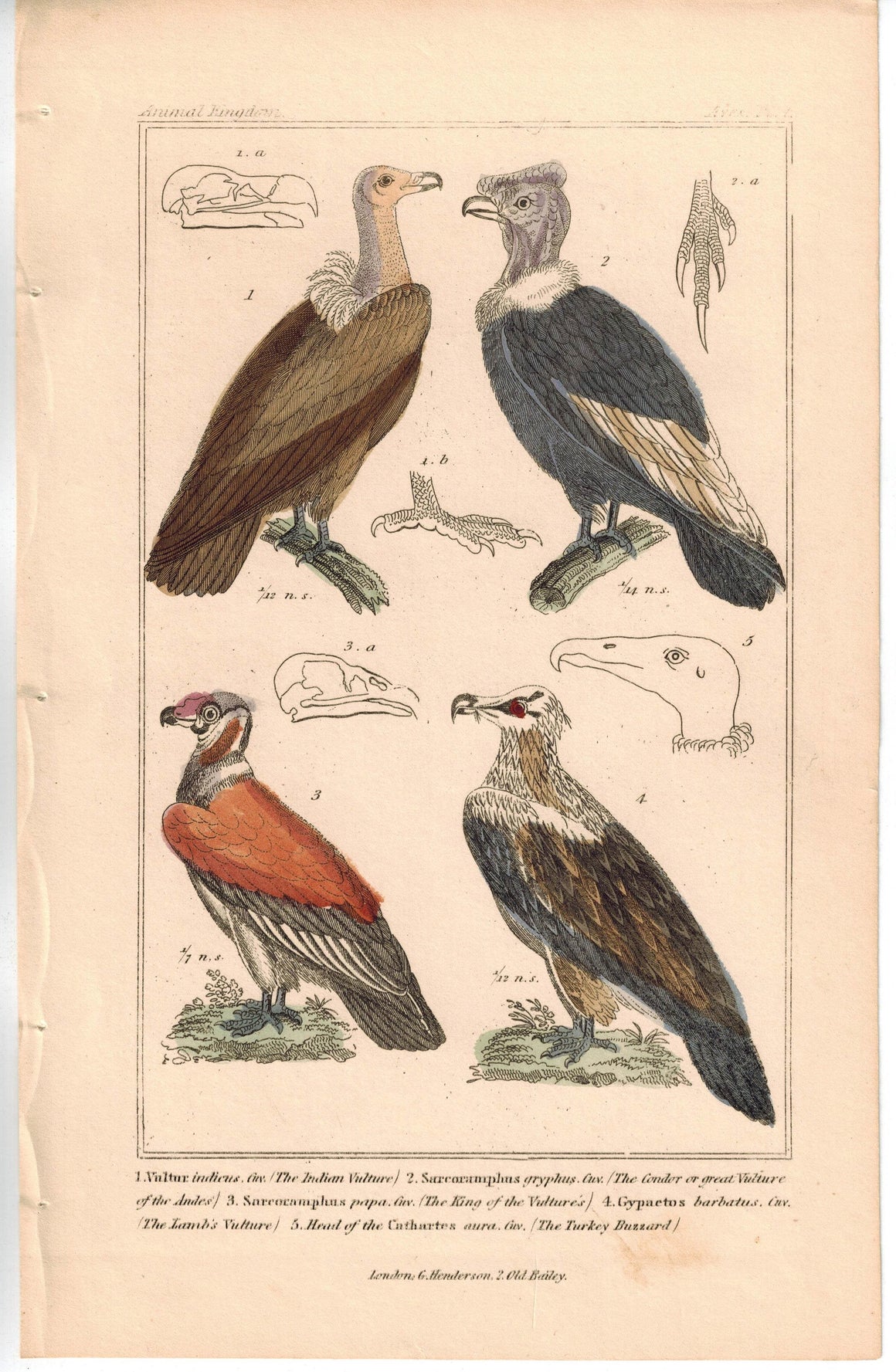 Birds Indian Vulture Condor & Turkey Buzzard 1837 Engraved Cuvier Print