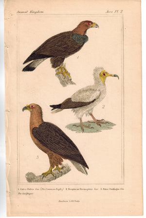 Birds Eagle Neophron Egyptian Vulture Falcon 1837 Engraved Cuvier Print