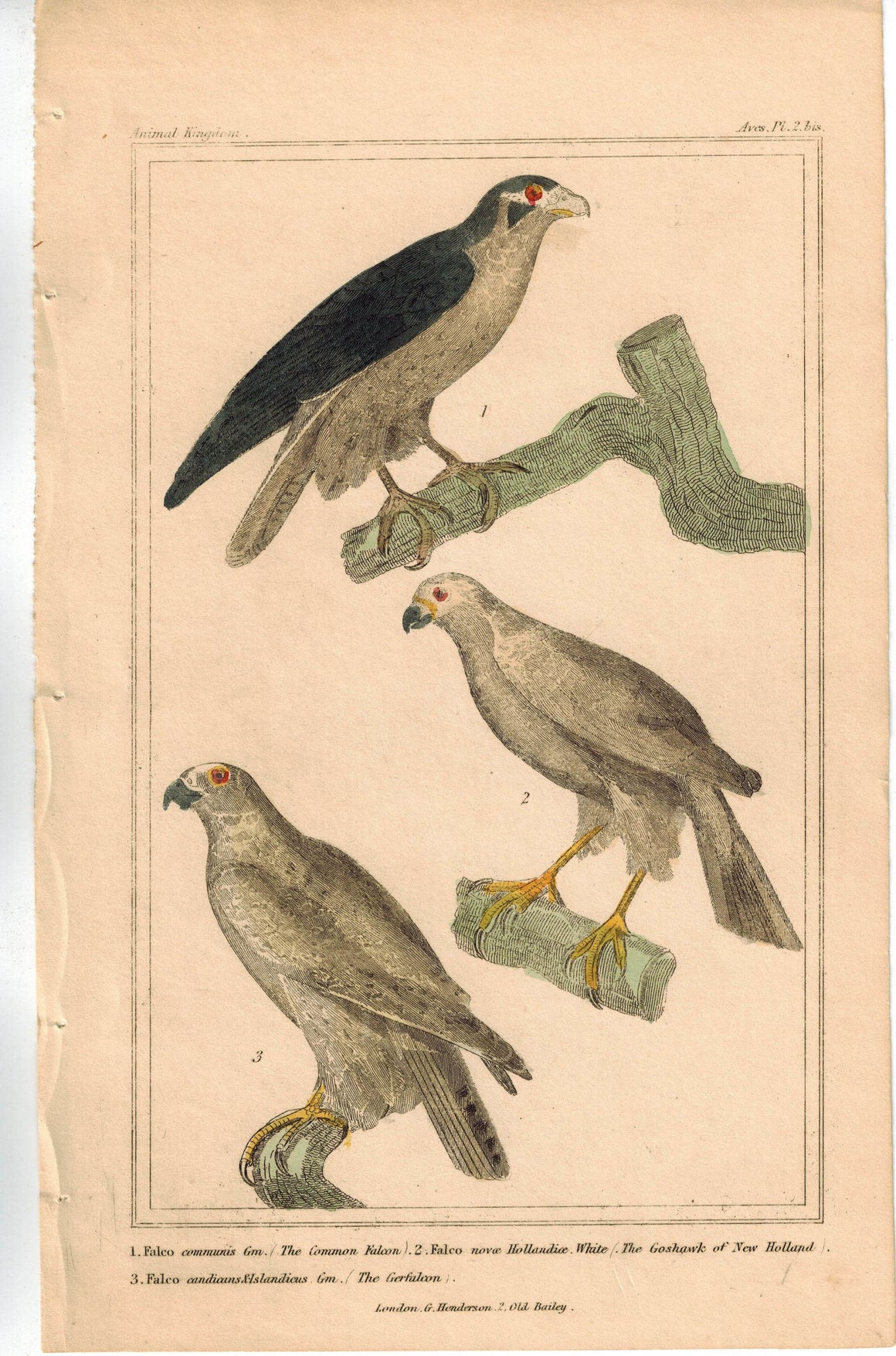 Birds Falcon Goshawk of New Holland & Gerfalcon 1837 Engraved Cuvier Print