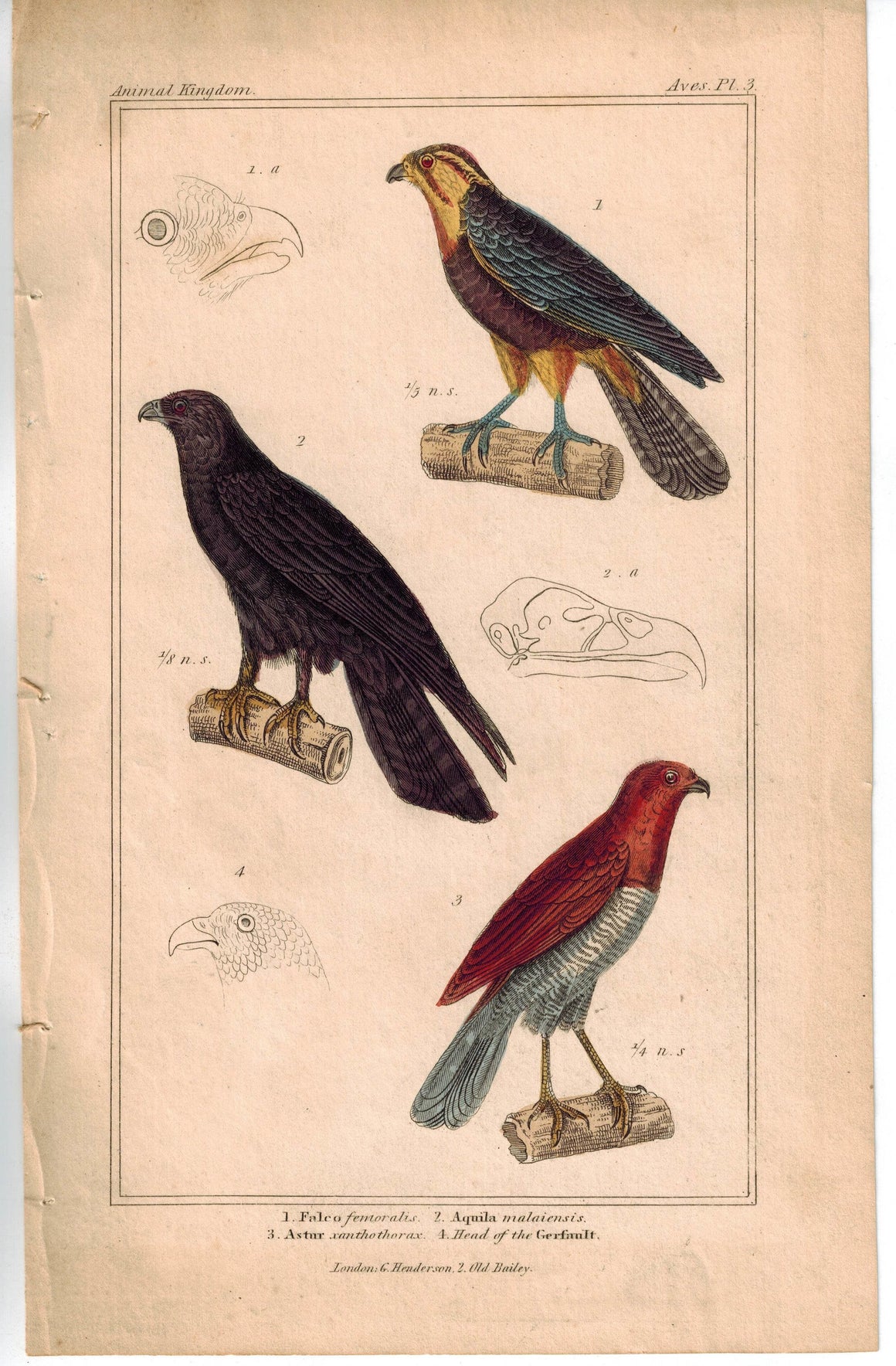 Birds Falcon Aquila Astur & Gerfault 1837 Engraved Cuvier Print