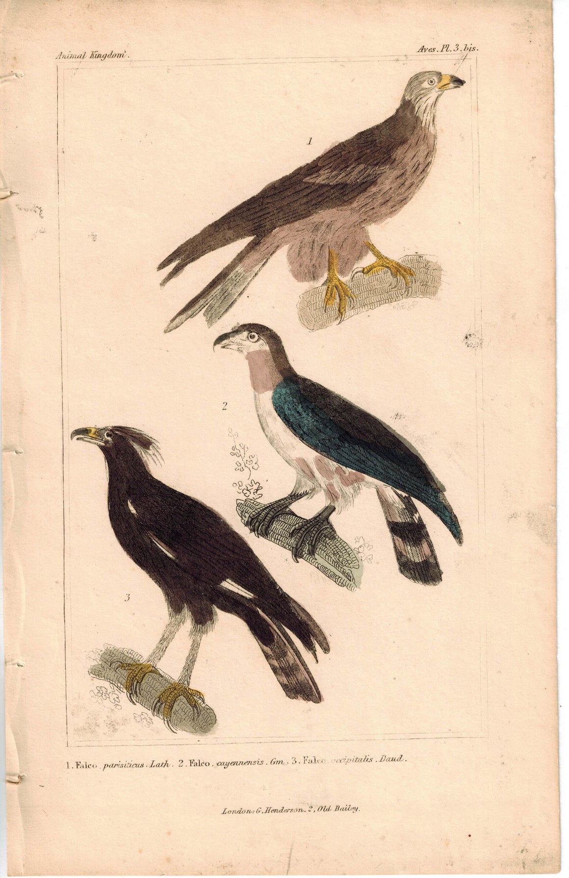 Birds Falco Falcon Predator 1837 Antique Engraved Cuvier Print