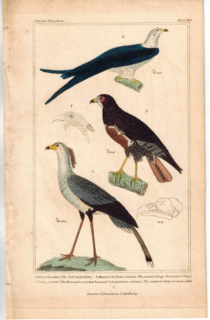 Birds Fork Tailed Kite Jackal Buzzard & Snake Eater 1837 Cuvier Print