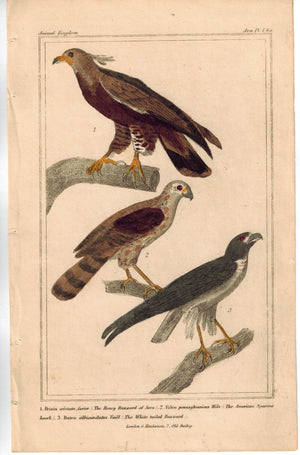 Birds Honey Buzzard of Java Falcon American Sparrow 1837 Cuvier Print