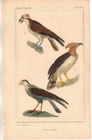 Birds Osprey Fish Eagle Sea River Hawk & Caracara Falcon Bird of Prey Print