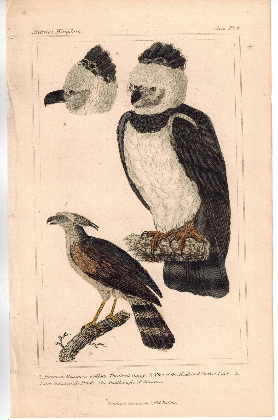 Birds Great Harp Eagle with Small Eagle of Guiana 1837 Engraved Cuvier Print