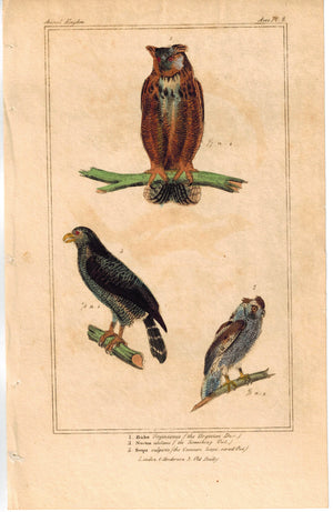 Birds Virginia Duc Eagle Owl 1837 Antique Engraved Cuvier Print