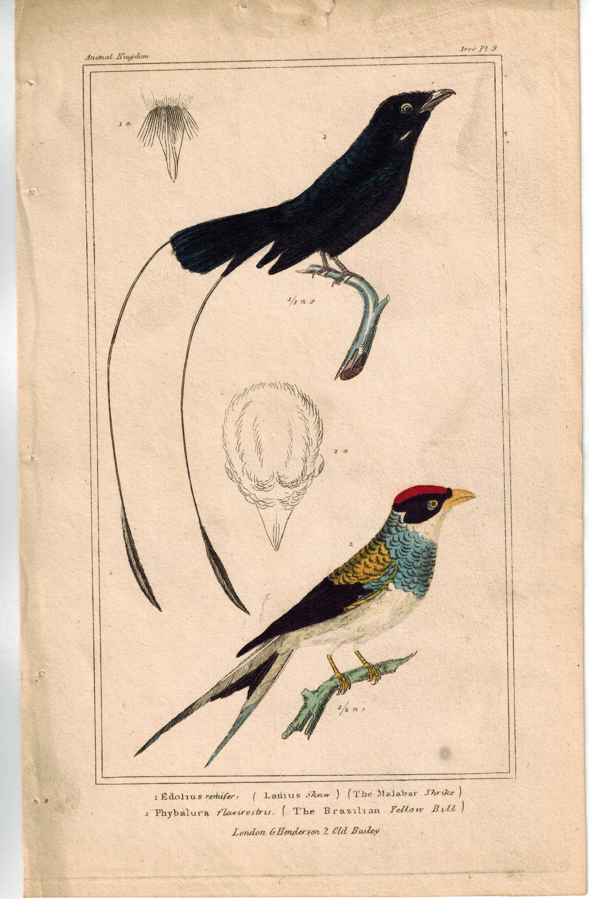 Birds Malabar Shrike & Brazilian Yellow Bill 1837 Engraved Cuvier Print