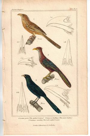 Birds spotted Cuckoo Bird & lark-nailed Coucal 1837 Engraved Cuvier Print