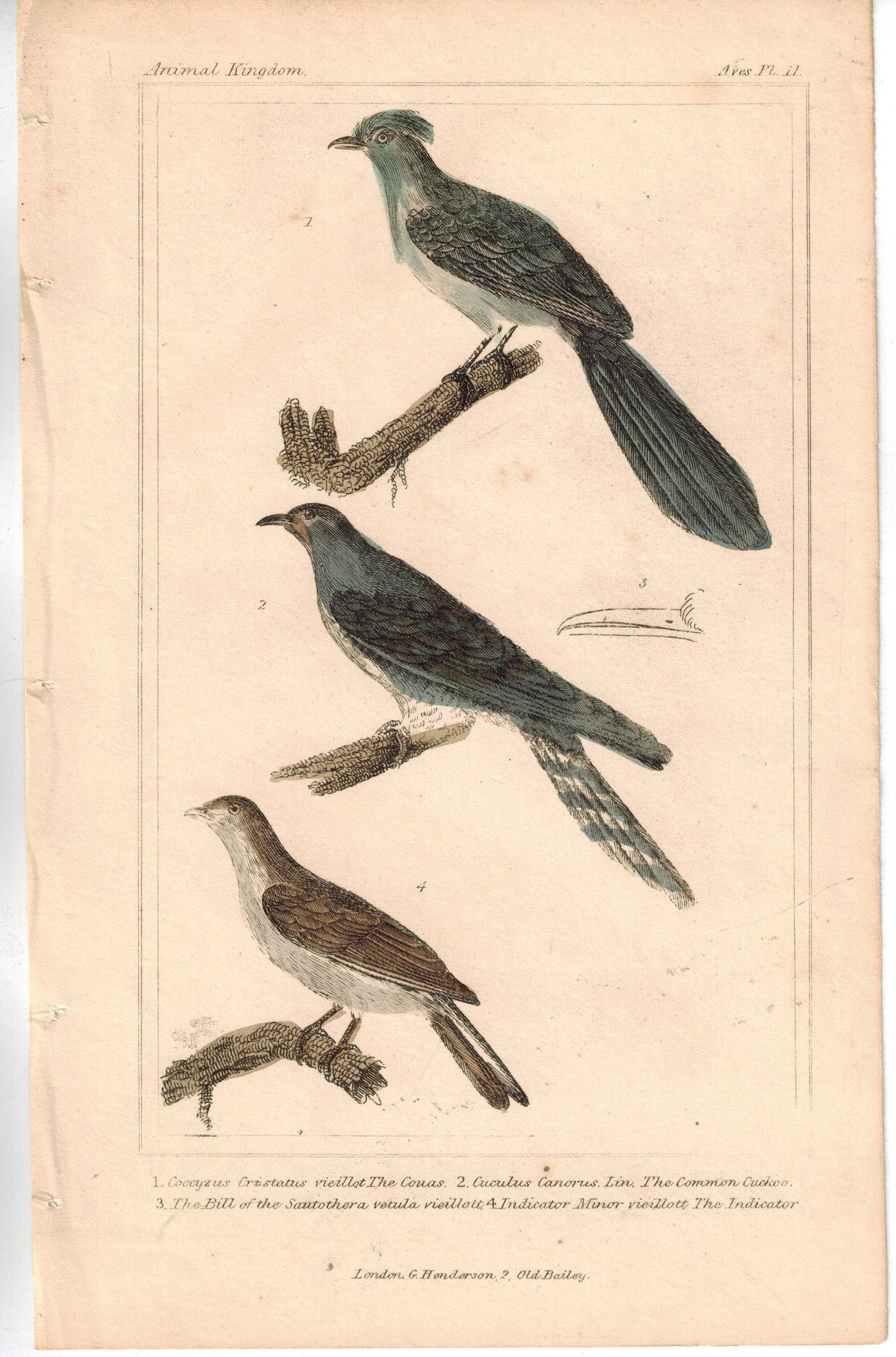 Birds Couas with Common Cuckoo Bird 1837 Antique Engraved Cuvier Print